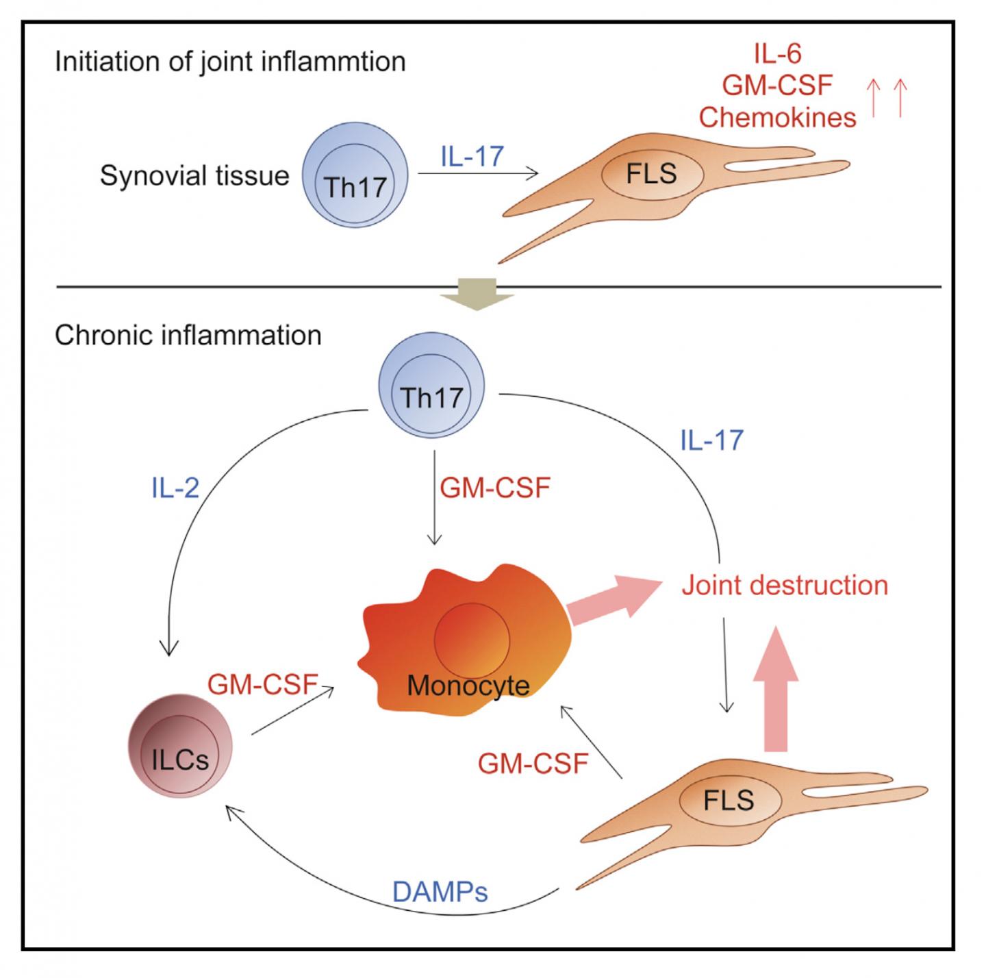 Igniting the rheumatoid arthritis flame throu EurekAlert!