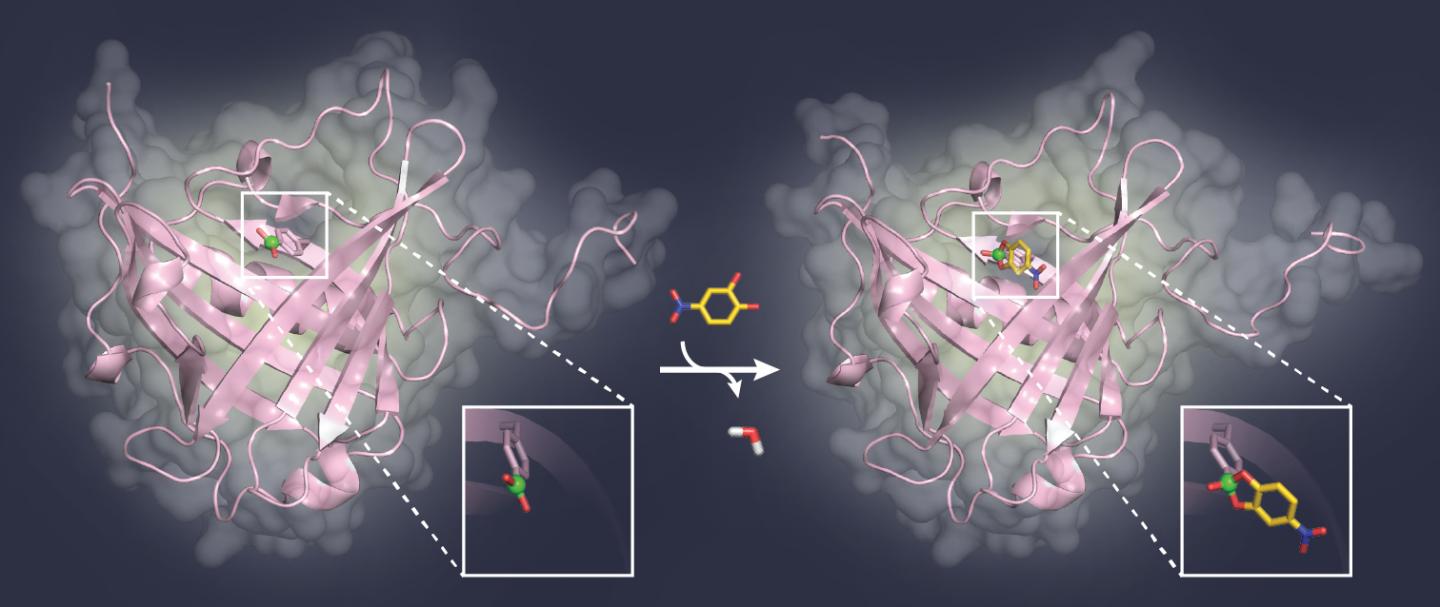 Artificial Sugar-Binding Protein