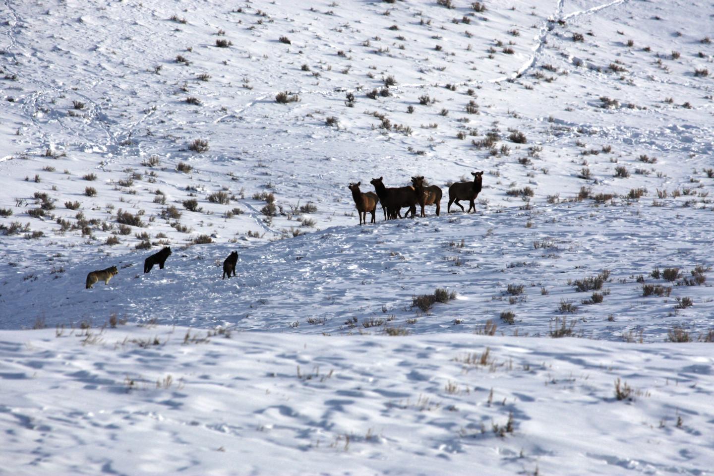 Wolves and Elk in Yellowstone