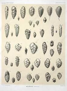 Species that add their consecutive chambers in two neat rows.