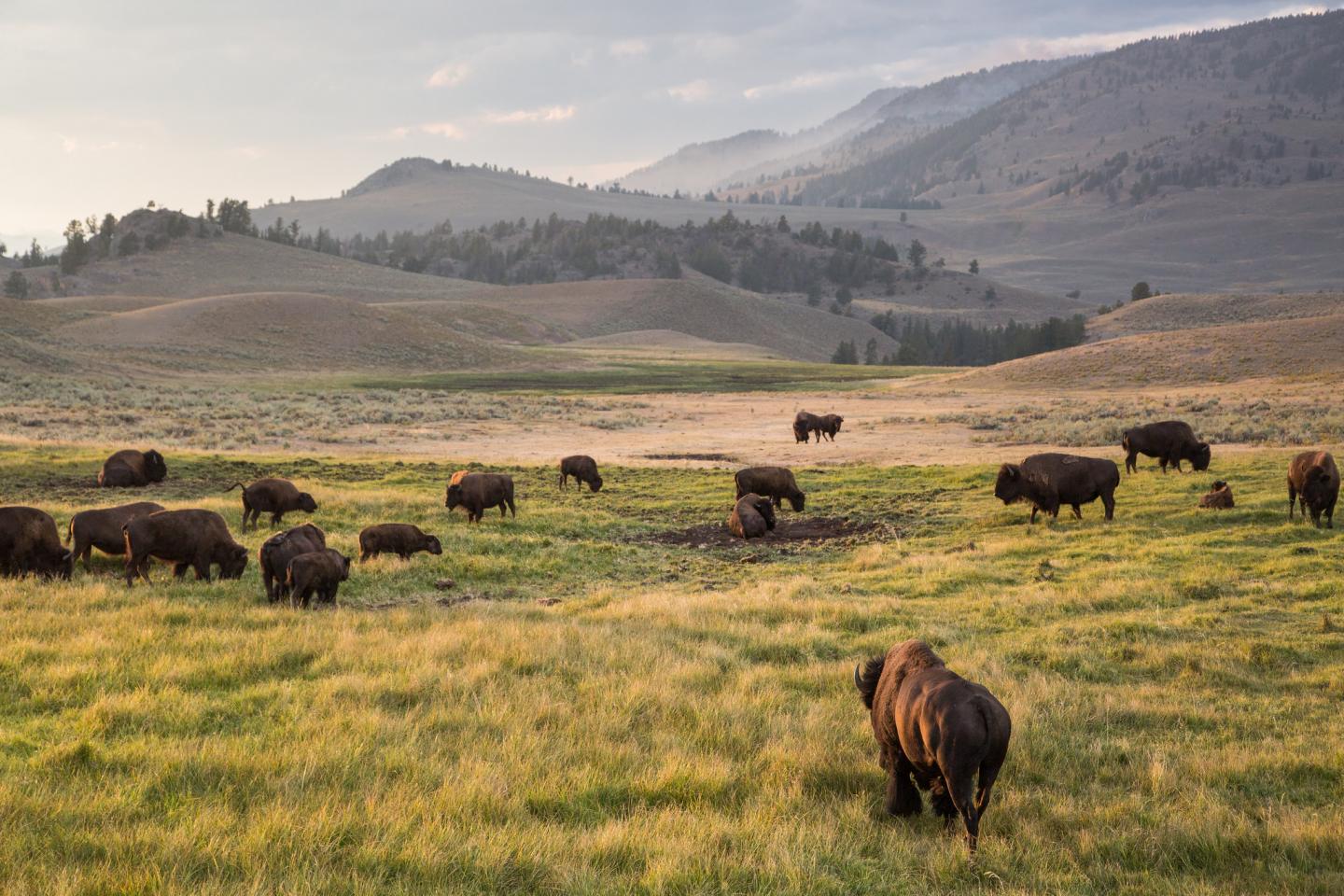 Yellowstone Bison