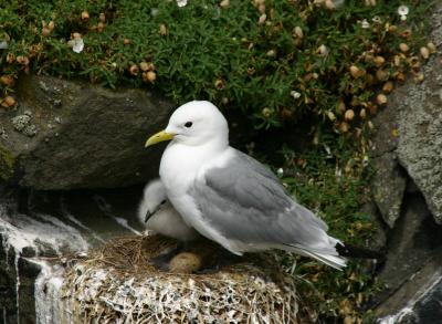 Kittiwake on Nest