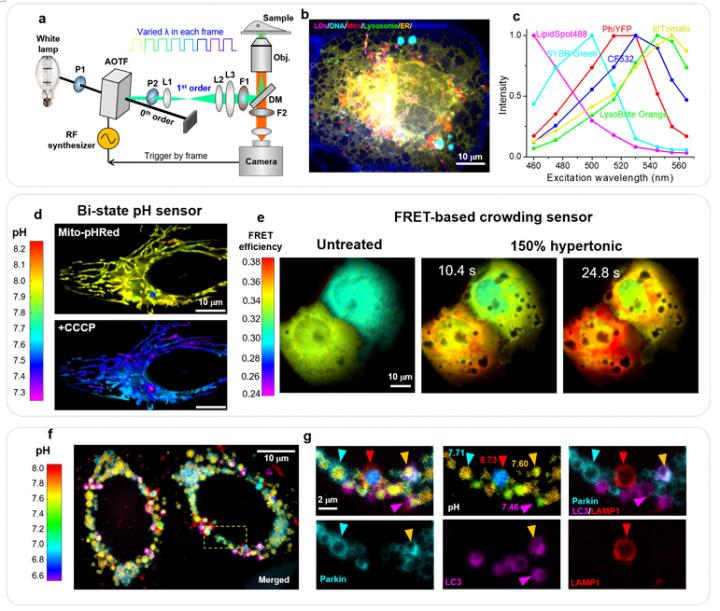 Figure | Excitation spectral microscopy integrates multi-target imaging and quantitative biosensing.