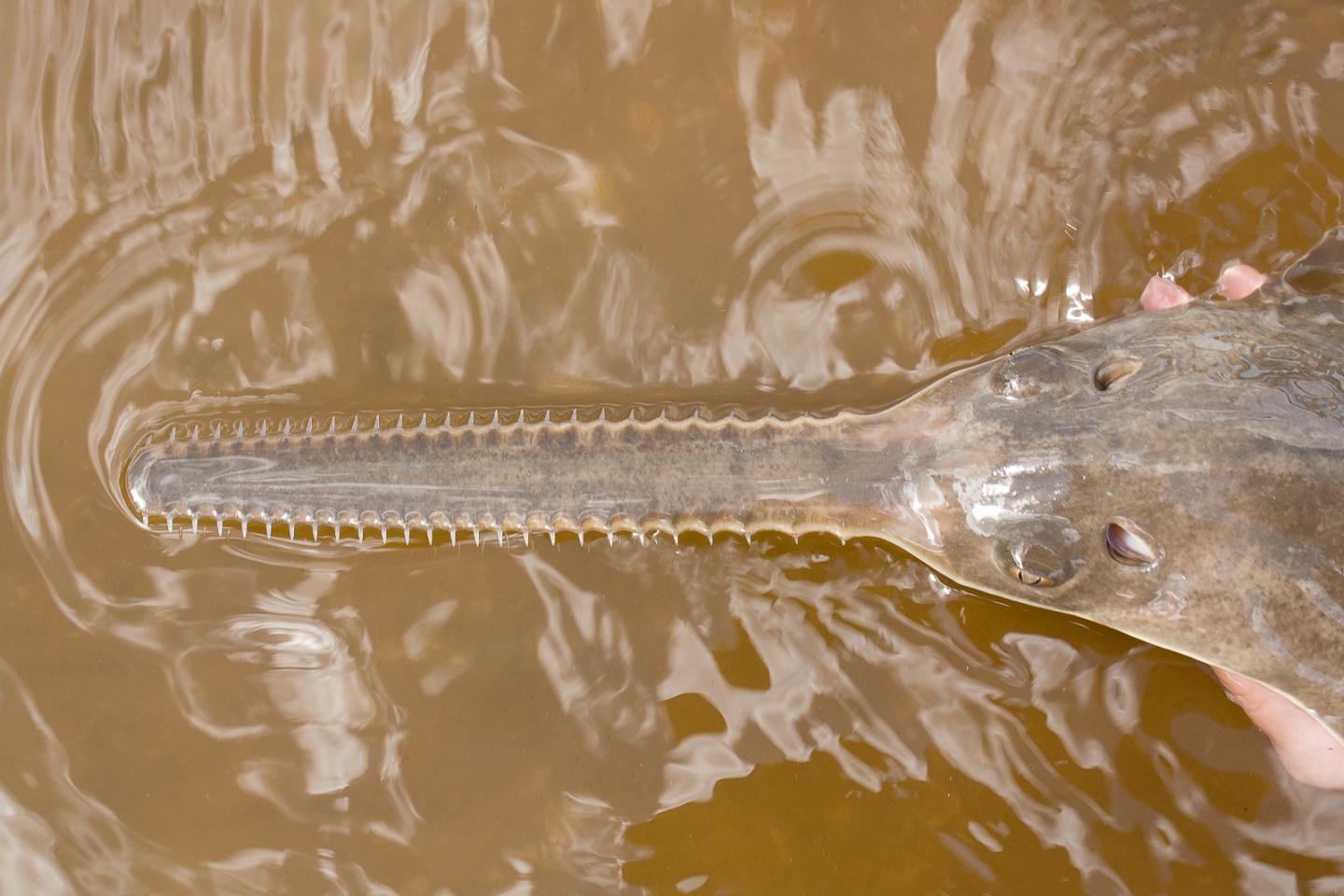 Juvenile Smalltooth Sawfish