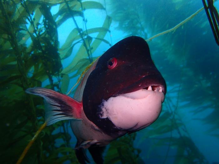 California Sheephead