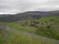 Oak Savanna Landscape in Southern California Showing Deciduous Valley Oaks Interspersed with Coast L