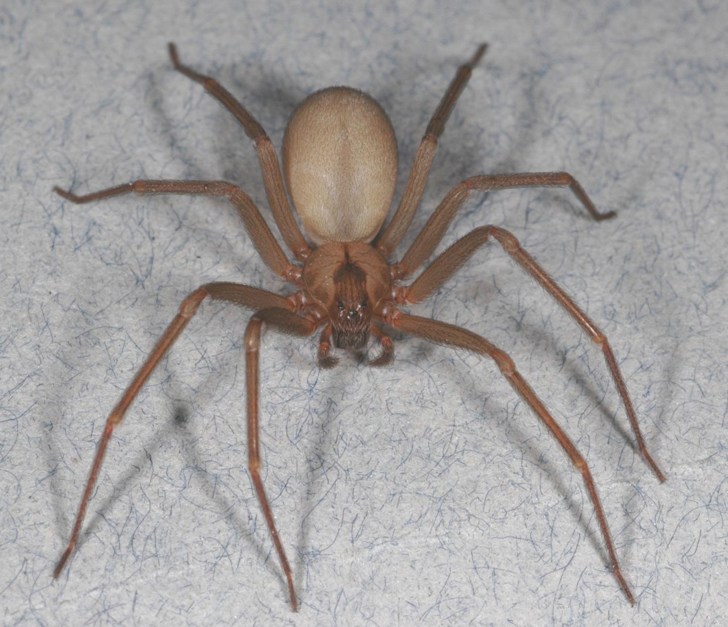 Brown Recluse Spider (<i>Loxosceles reclusa</i>)