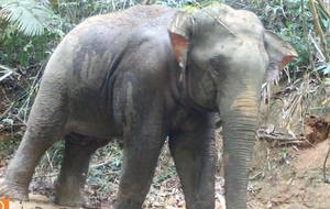 Asian Elephant in the Central Cardamom Mountain Landscape of Cambodia in 2024.