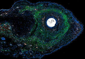 Erk activation in regenerating mouse ear