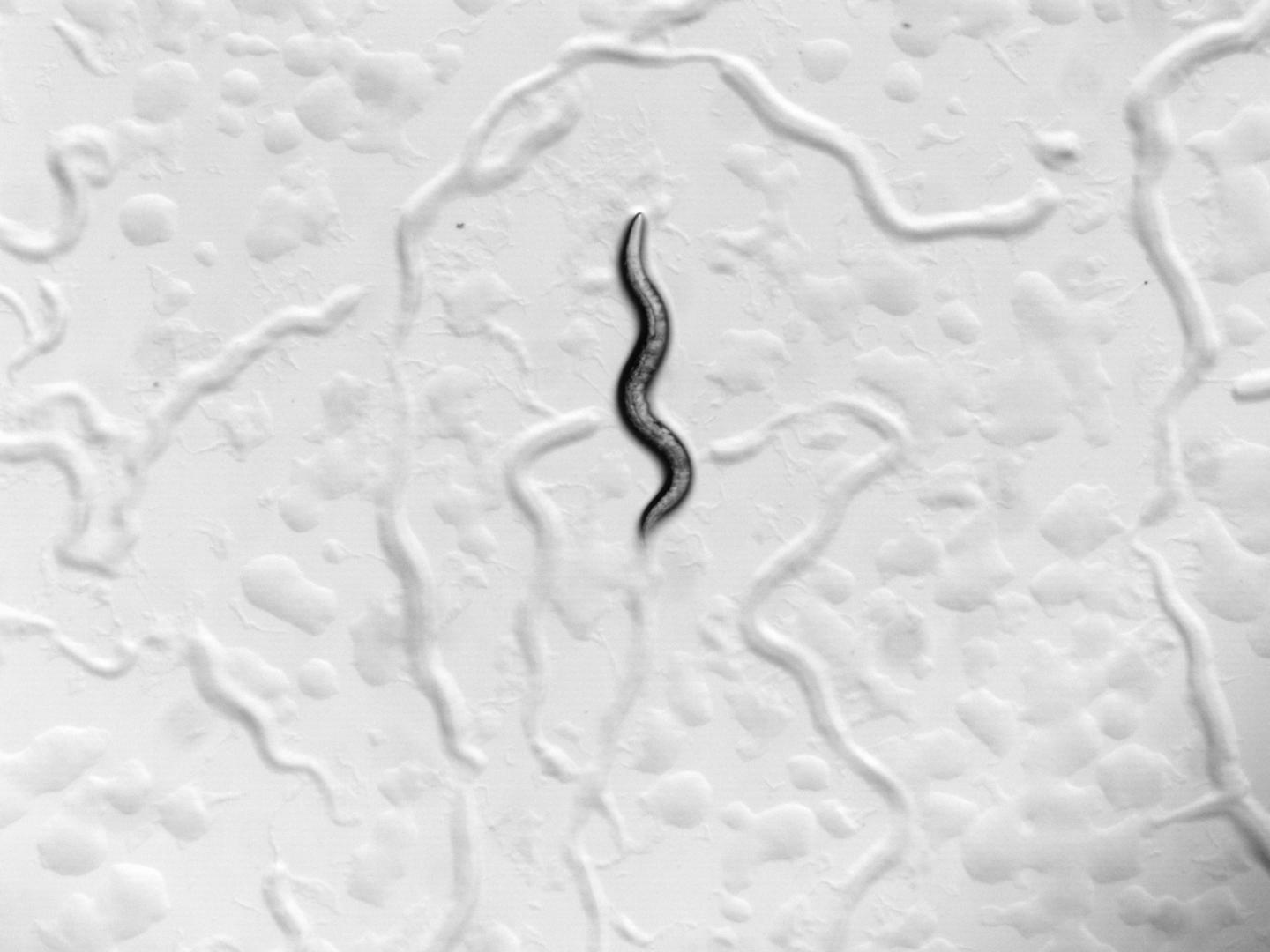 <em>C. elegans</em> Worm