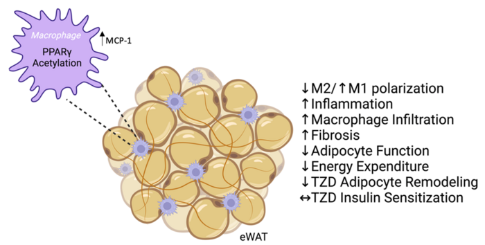 PPAR�� acetylation in macrophages impairs adipose tissue function