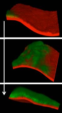 Confocal microscopy 3D images of adhesive tape with paper backing