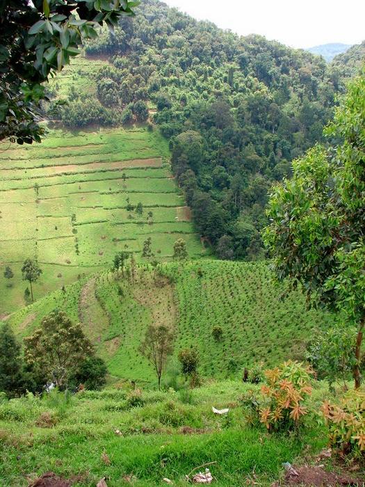 Bwindi Impenetrable National Park in Uganda