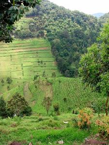 Bwindi Impenetrable National Park in Uganda