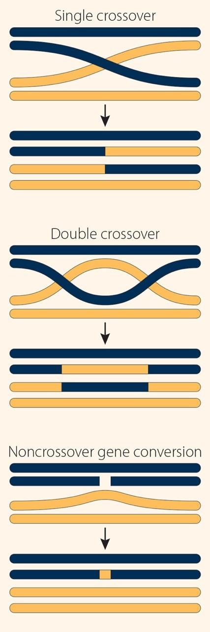 GENETIC MAPPING III. The problem of double crossovers in genetic