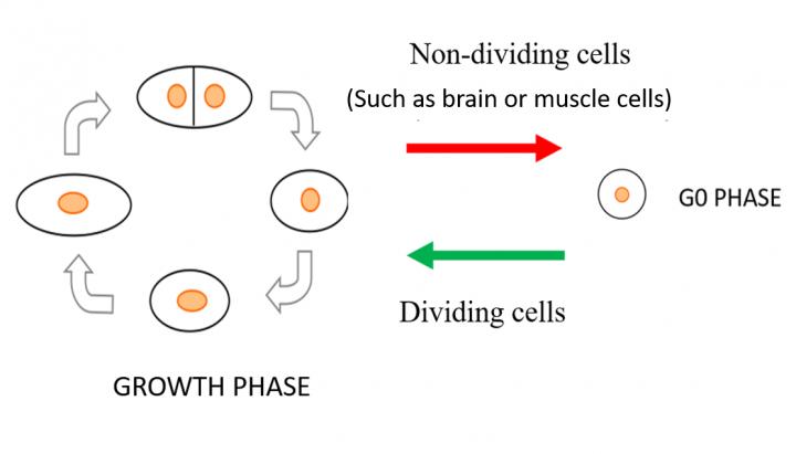 Schematic Diagram of Fission Yeast Cells in Multiplicative Phase (Left) and G0 Phase (Right)