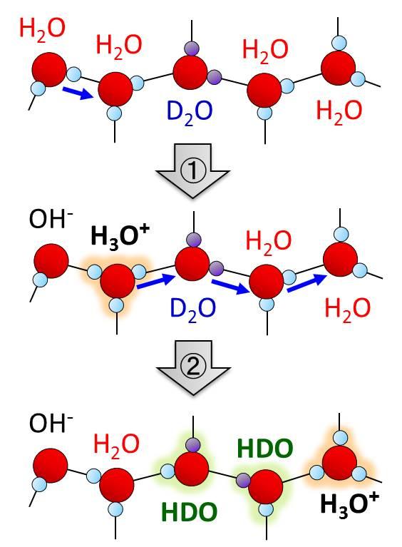 H/D Exchange Process