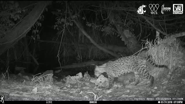 jaguar hunting at night