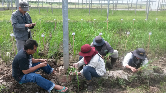 Rice adaptation to field drought