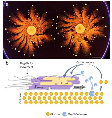 Two Colonies of <em>Paenibacillus vortex</em>