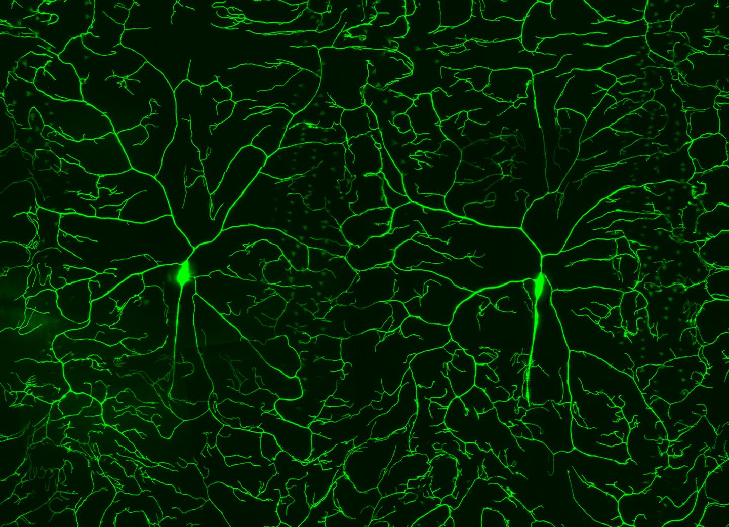 <i>Drosophila</i> Nociceptors