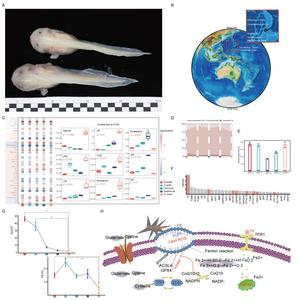 Fig. Lipidomic and Proteomic Analysis of MHS Liver Tissues Revealing Adaptation Mechanisms to the Hadal Zone.