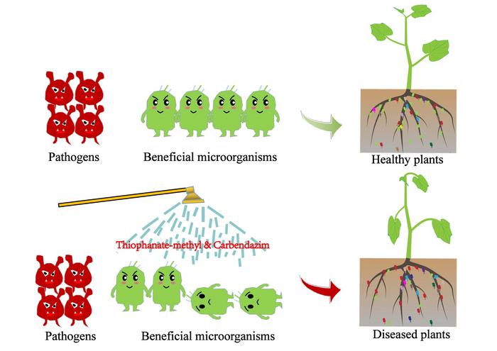 Thiophanate-methyl and its major metabolite carbendazim weaken rhizobacteria-mediated defense responses in cucumbers against Fusarium wilt.