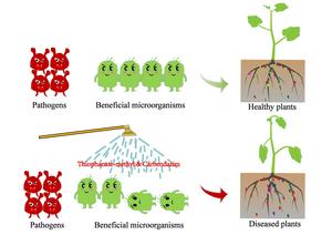 Thiophanate-methyl and its major metabolite carbendazim weaken rhizobacteria-mediated defense responses in cucumbers against Fusarium wilt.