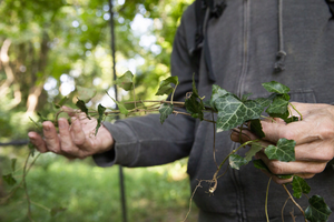 English Ivy