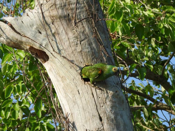 <i>Amazona aestiva</i> in Pantanal