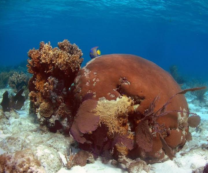In the Florida Keys, a Boulder Coral Holds Traces of the Dust Bowl