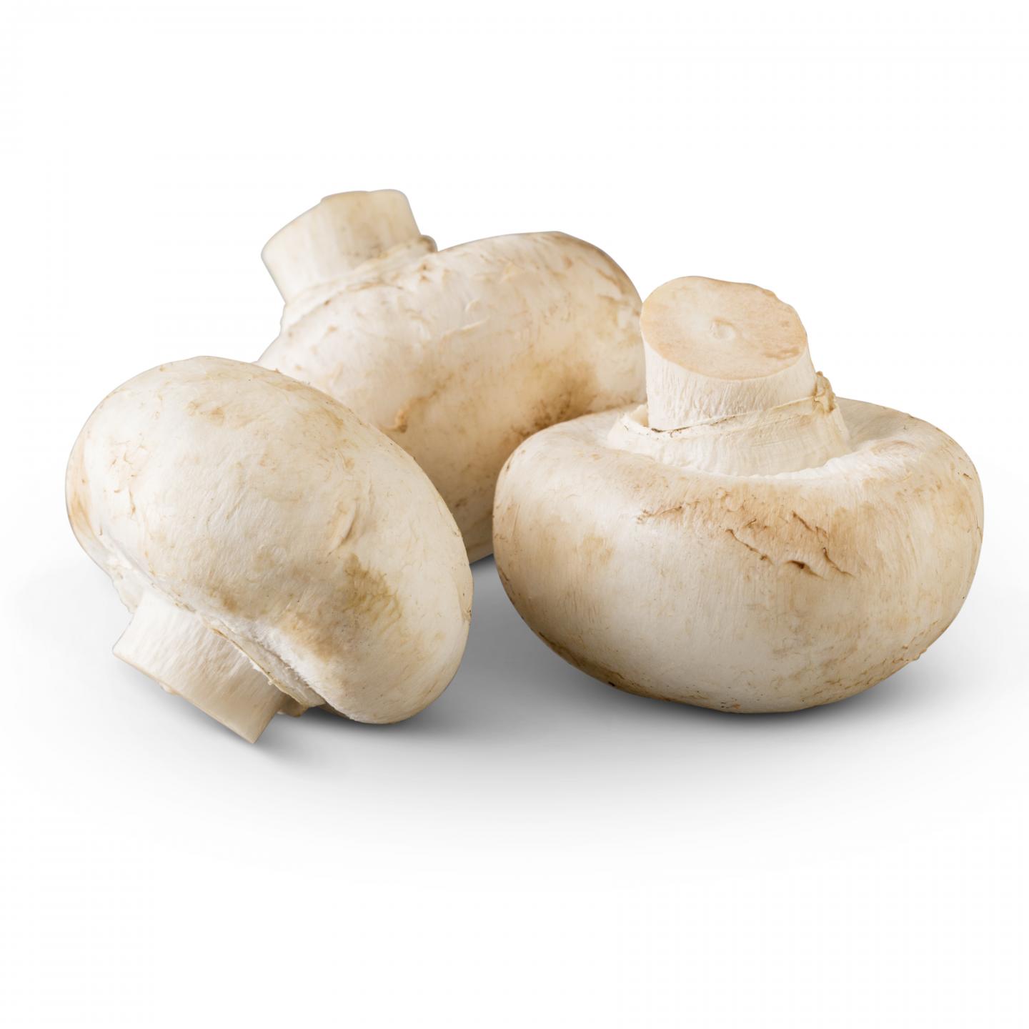 White Button Mushrooms [IMAGE] EurekAlert! Science News Releases