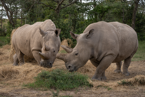 The last two living northern white rhinos