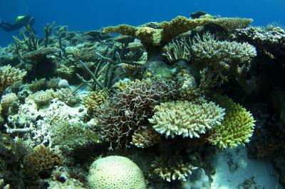 Lonely Coral Reefs Might Be OK (9 of 9)