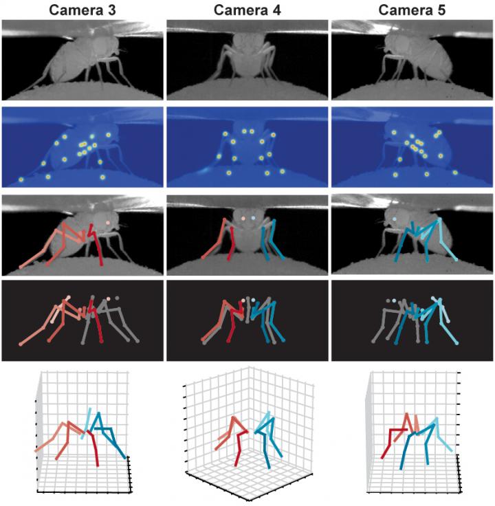 Different Poses of the Fruit Fly Drosophila melanogaster