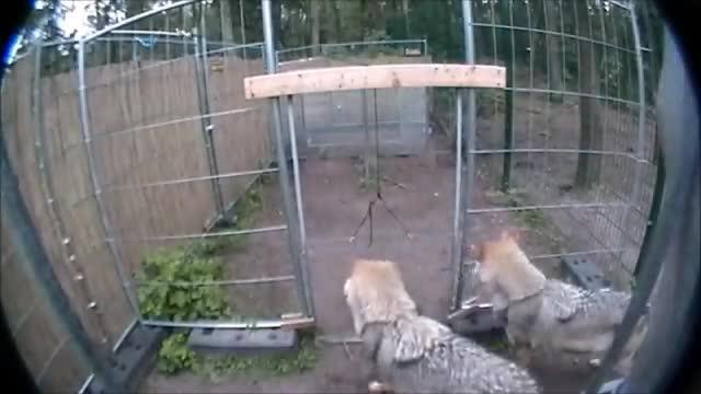 A Video of a Pair of Wolves Engaged in the Cooperation Task.