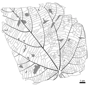 Line drawing of Byttneriophyllum leaf fossil
