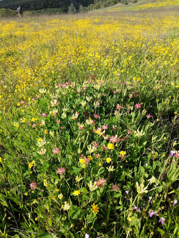 Annual-Dominated Grasslands at the Donald and Sylvia Mclaughlin University of California (2 of 3)