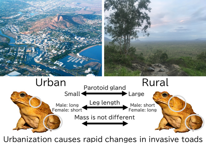 Graphical summary of the major findings of the research. Morphological differences in invasive toads between urban and rural environments.