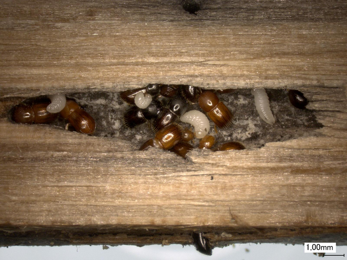 Alnus ambrosia beetles
