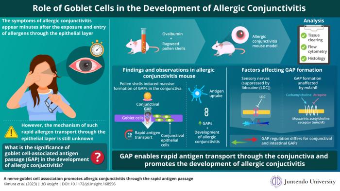 Significance of goblet cells in the development of allergic conjunctivitis.