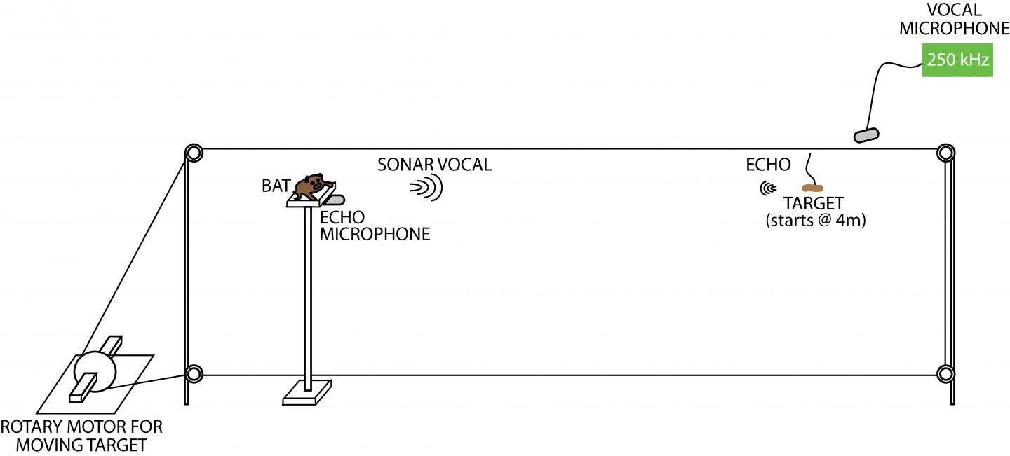 Experimental Sequence