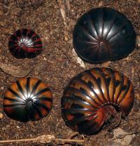 Chirping Giant Pill-Millipede