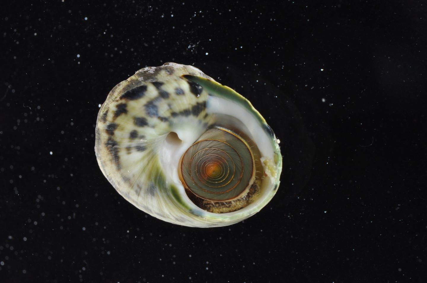 First Evidence of Child Labor in Archaeological Context