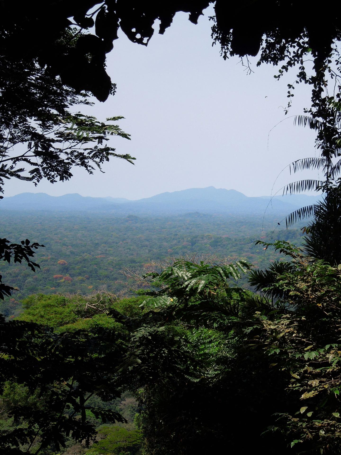 View of the rainforest canopy in Banyang-Mbo Wildlife Sanctuary, Cameroon.