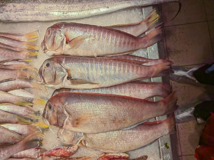 Branchiostegus sanae at a seafood market.