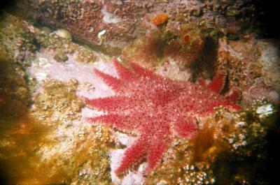 Sea-star