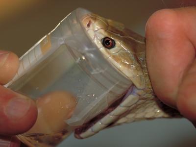 Extracting Venom