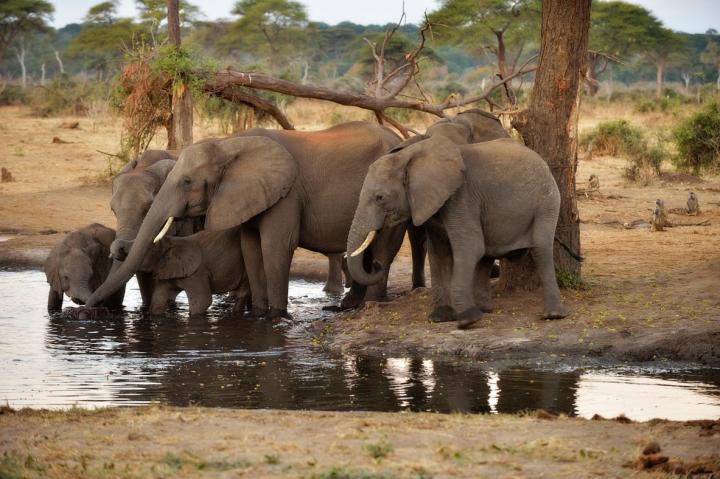 Elephants Drinking in Botswana