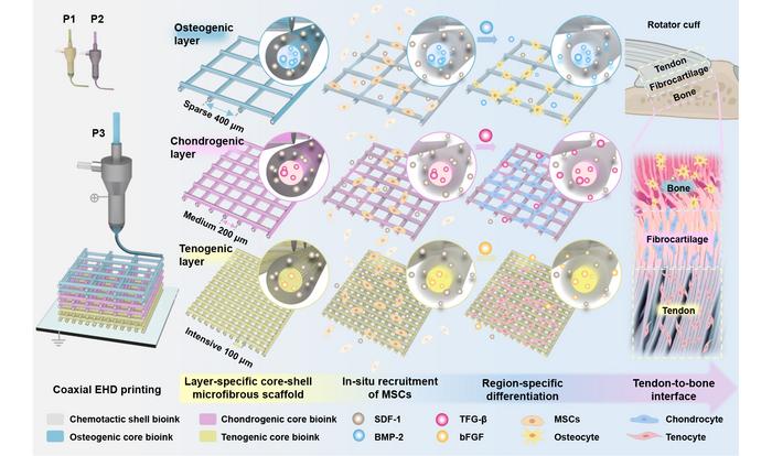 Coaxial EHD Printing of Core-Shell Scaffolds with Sequential GF Release for Enthesis Regeneration